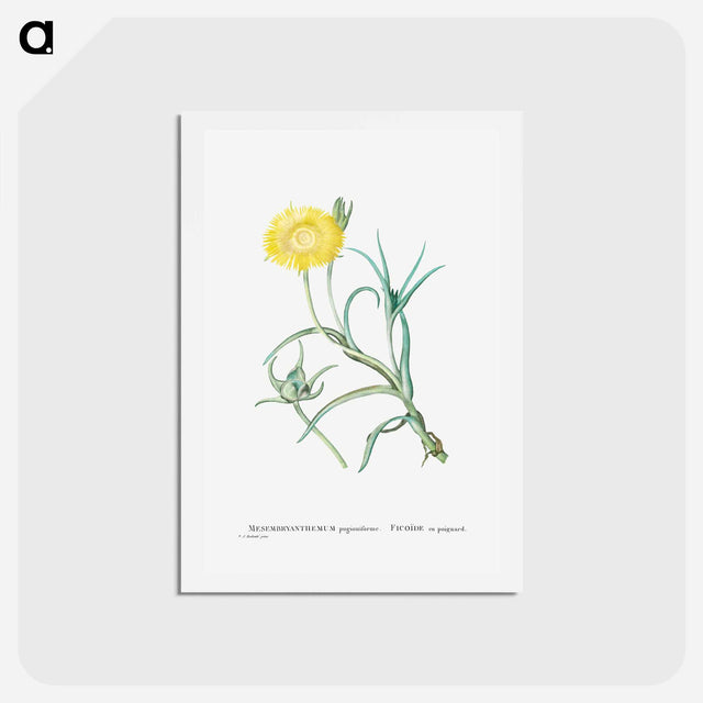 アートポストカード-Conicosia Pugioniformis (Narrow–Leaved Iceplant) - ピエール ジョゼフ ルドゥーテ Postcard.