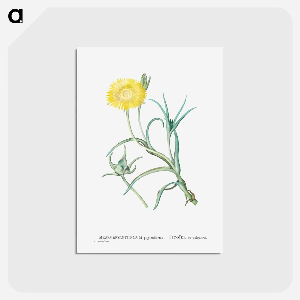 アートポストカード-Conicosia Pugioniformis (Narrow–Leaved Iceplant) - ピエール ジョゼフ ルドゥーテ Postcard.