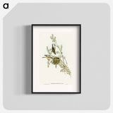 Gray-backed Zosterops
 - オーストラリアの鳥 Poster.