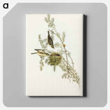 アートパネル-Gray-backed Zosterops
 - オーストラリアの鳥 Canvas.