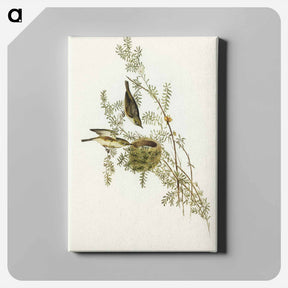 アートパネル-Gray-backed Zosterops
 - オーストラリアの鳥 Canvas.