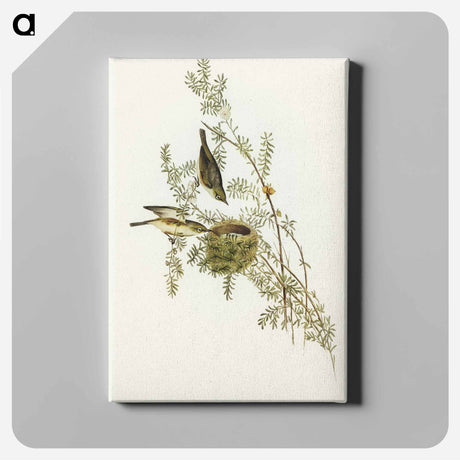 アートパネル-Gray-backed Zosterops
 - オーストラリアの鳥 Canvas.