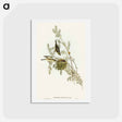 アートポストカード-Gray-backed Zosterops
 - オーストラリアの鳥 Postcard.