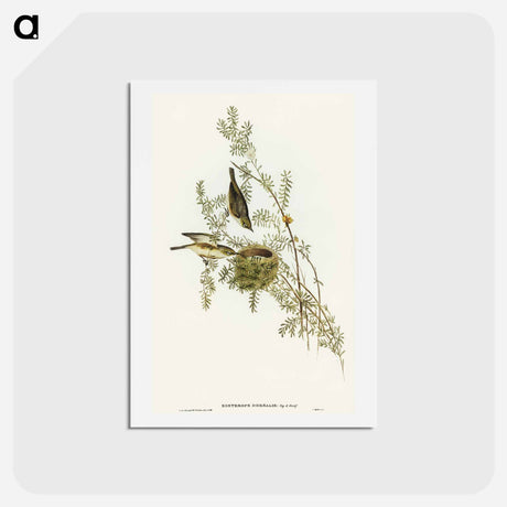 アートポストカード-Gray-backed Zosterops
 - オーストラリアの鳥 Postcard.