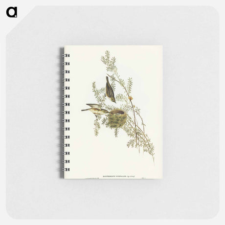 アートメモ帳-Gray-backed Zosterops
 - オーストラリアの鳥 Memo.