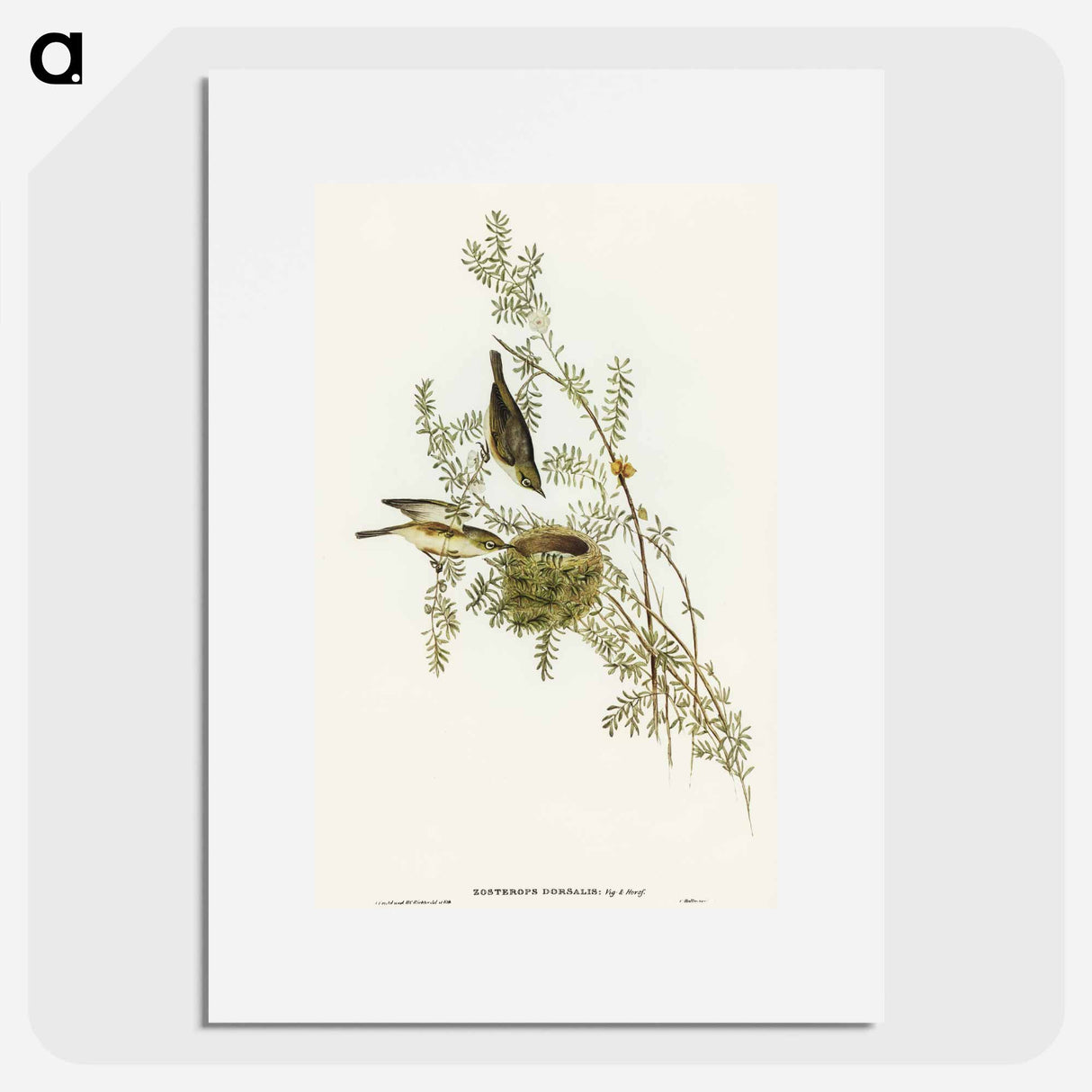 アートポスター-Gray-backed Zosterops
 - オーストラリアの鳥 Poster.