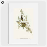 アートポスター-Gray-backed Zosterops
 - オーストラリアの鳥 Poster.