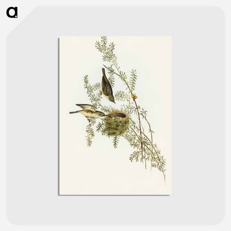アートポストカード-Gray-backed Zosterops
 - オーストラリアの鳥 Postcard.