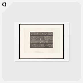 アートポストカード-Flying Cockatoo
 - エドワード マイブリッジ Postcard.