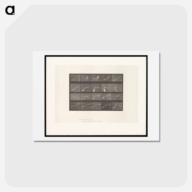 アートポストカード-Flying Cockatoo
 - エドワード マイブリッジ Postcard.