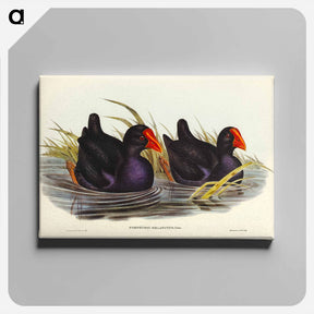 アートパネル-Black-backed Porphyrio
 - ジョン グールド Canvas.