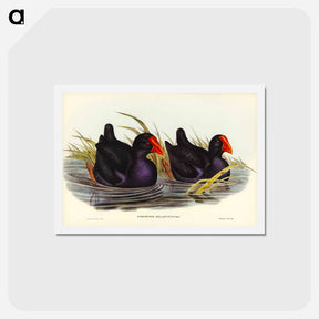 アートポストカード-Black-backed Porphyrio
 - ジョン グールド Postcard.