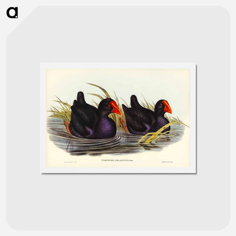 アートポストカード-Black-backed Porphyrio
 - ジョン グールド Postcard.