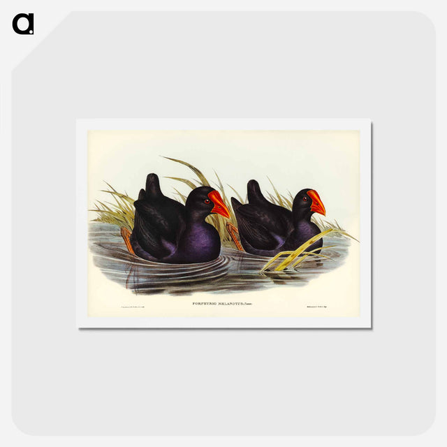 アートポストカード-Black-backed Porphyrio
 - ジョン グールド Postcard.