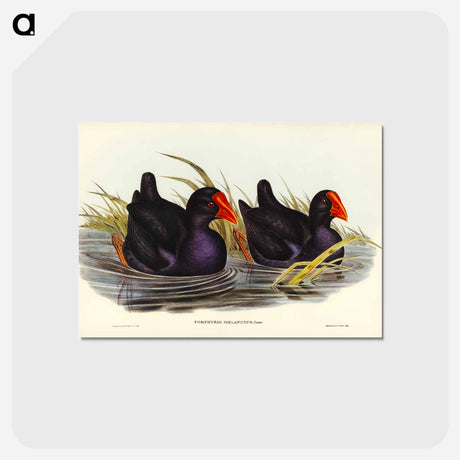 アートポストカード-Black-backed Porphyrio
 - ジョン グールド Postcard.