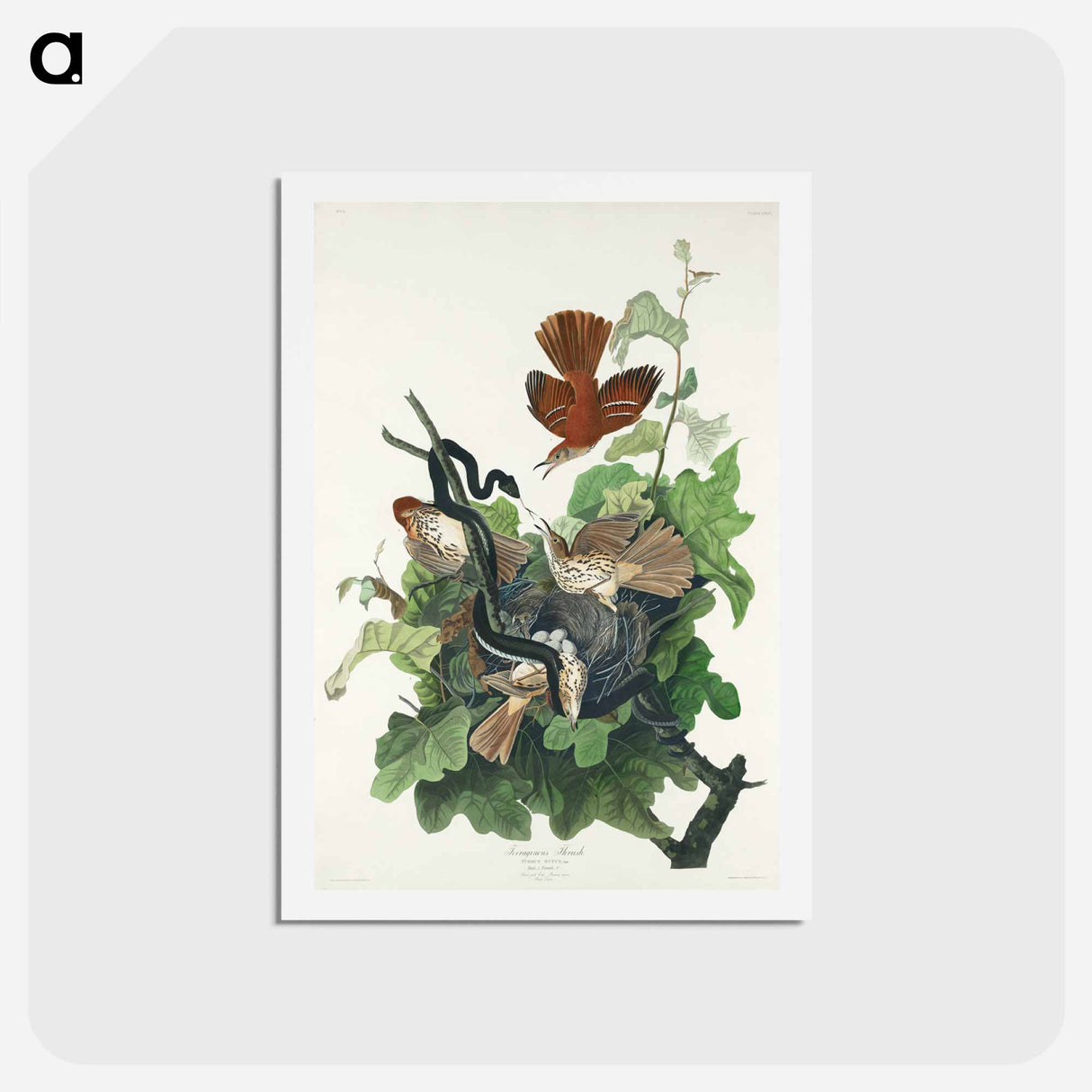 アートポストカード-Ferruginous Thrush
 - ジョン ジェームス オーデュボン Postcard.
