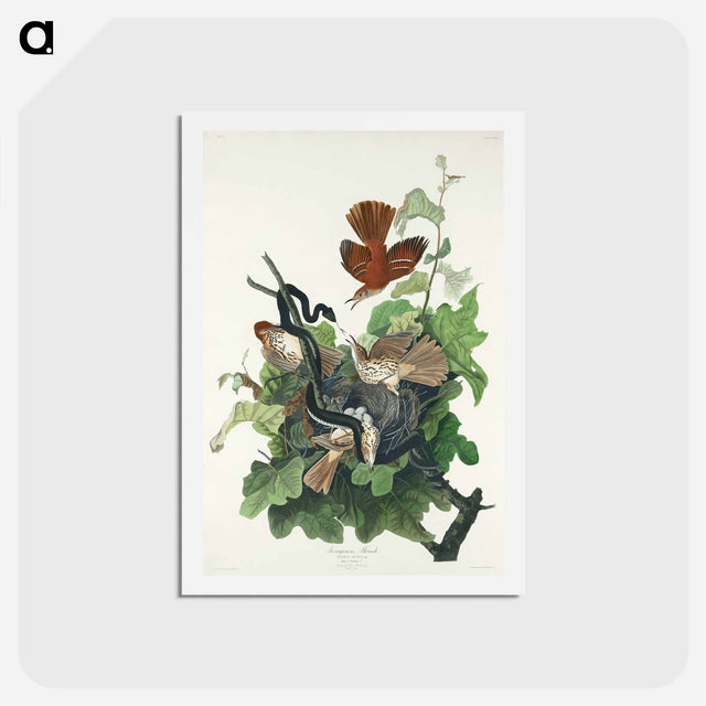 アートポストカード-Ferruginous Thrush
 - ジョン ジェームス オーデュボン Postcard.