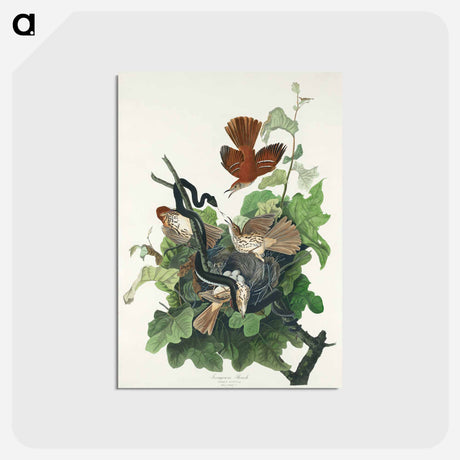 アートポストカード-Ferruginous Thrush
 - ジョン ジェームス オーデュボン Postcard.