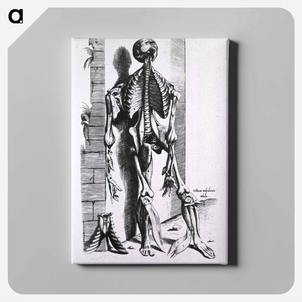 アートパネル-Muscles and Bones of the Human Body
 - 国立医学図書館 Canvas.