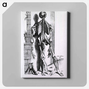 アートパネル-Muscles and Bones of the Human Body
 - 国立医学図書館 Canvas.