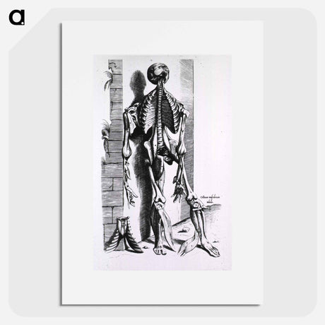 アートポスター-Muscles and Bones of the Human Body
 - 国立医学図書館 Poster.