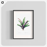 Tradescantia Discolor - Pierre Joseph Redouté Poster.