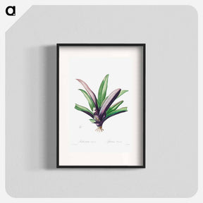 アートポスター-Tradescantia Discolor - ピエール ジョゼフ ルドゥーテ Poster.