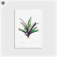 アートポストカード-Tradescantia Discolor - ピエール ジョゼフ ルドゥーテ Postcard.