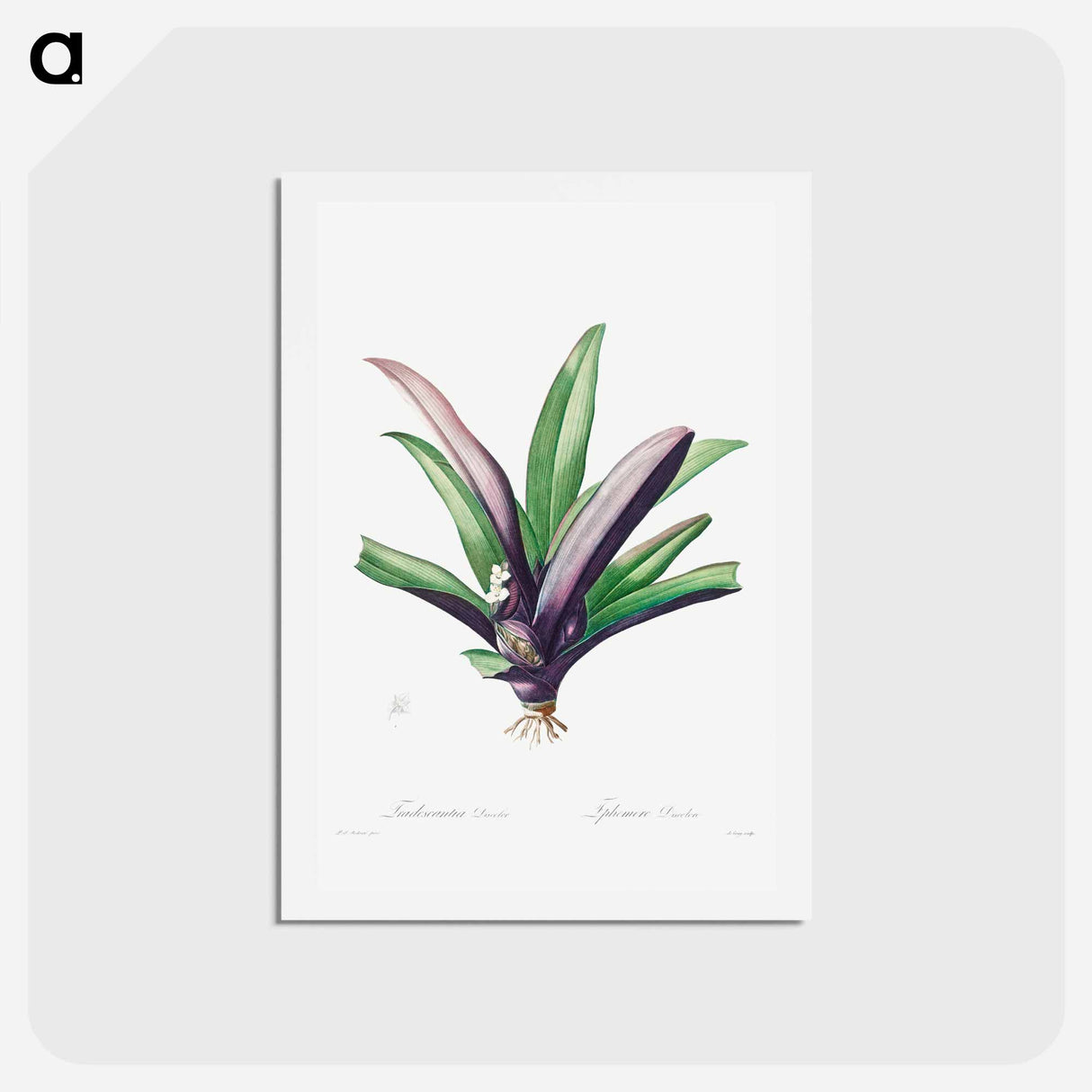 アートポストカード-Tradescantia Discolor - ピエール ジョゼフ ルドゥーテ Postcard.