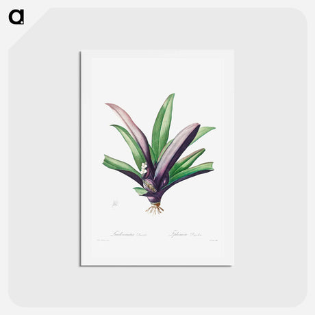 アートポストカード-Tradescantia Discolor - ピエール ジョゼフ ルドゥーテ Postcard.