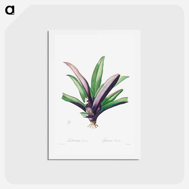 アートポストカード-Tradescantia Discolor - ピエール ジョゼフ ルドゥーテ Postcard.