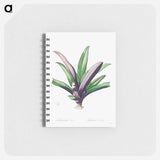 Tradescantia Discolor - ピエール ジョゼフ ルドゥーテ Memo.