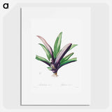 Tradescantia Discolor - ピエール ジョゼフ ルドゥーテ Poster.