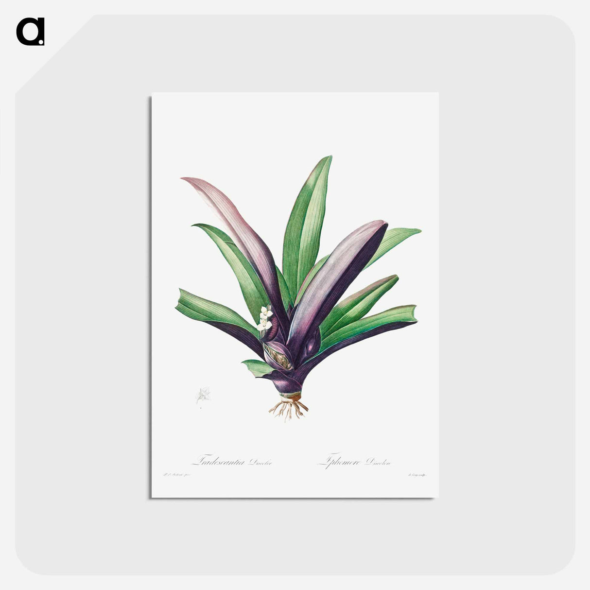 アートポストカード-Tradescantia Discolor - ピエール ジョゼフ ルドゥーテ Postcard.
