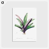 アートポストカード-Tradescantia Discolor - ピエール ジョゼフ ルドゥーテ Postcard.