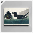 アートパネル-Razor Bill from Birds of America
 - アメリカの鳥たち Canvas.