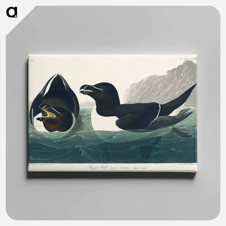 アートパネル-Razor Bill from Birds of America
 - アメリカの鳥たち Canvas.