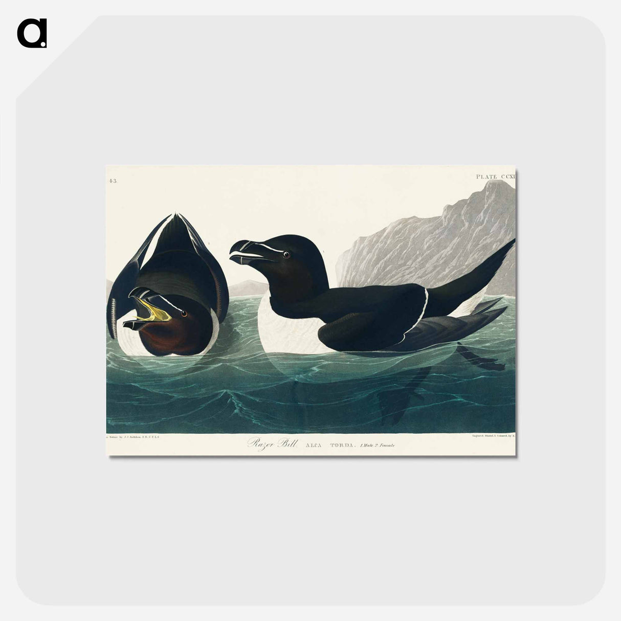 アートポストカード-Razor Bill from Birds of America
 - アメリカの鳥たち Postcard.