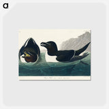 アートポストカード-Razor Bill from Birds of America
 - アメリカの鳥たち Postcard.