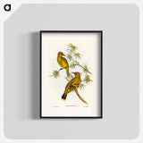 Crescent-marked Oriole
 - オーストラリアの鳥 Poster.