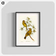 アートポスター-Crescent-marked Oriole
 - オーストラリアの鳥 Poster.