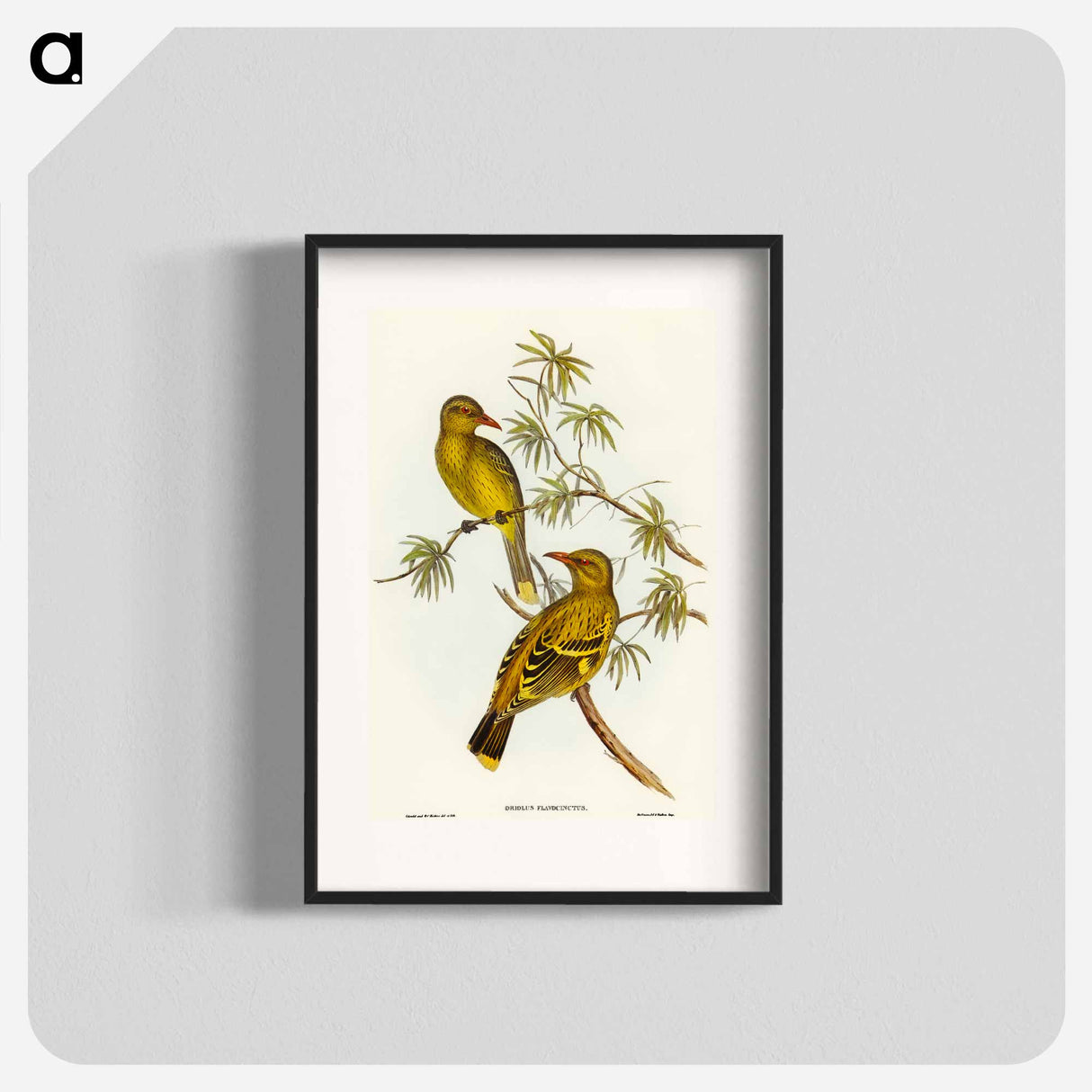アートポスター-Crescent-marked Oriole
 - オーストラリアの鳥 Poster.