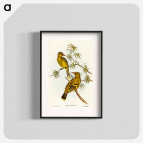 アートポスター-Crescent-marked Oriole
 - オーストラリアの鳥 Poster.