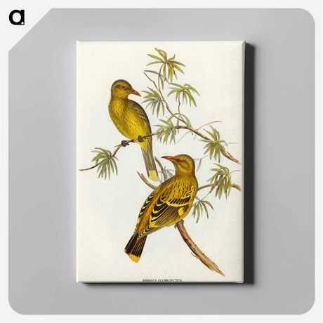 アートパネル-Crescent-marked Oriole
 - オーストラリアの鳥 Canvas.