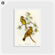 アートポストカード-Crescent-marked Oriole
 - オーストラリアの鳥 Postcard.