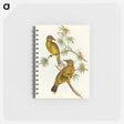 アートメモ帳-Crescent-marked Oriole
 - オーストラリアの鳥 Memo.