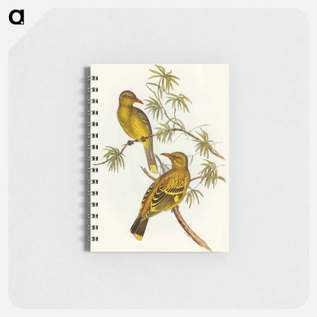 アートメモ帳-Crescent-marked Oriole
 - オーストラリアの鳥 Memo.
