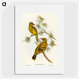 アートポスター-Crescent-marked Oriole
 - オーストラリアの鳥 Poster.