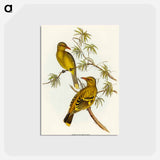 アートポストカード-Crescent-marked Oriole
 - オーストラリアの鳥 Postcard.