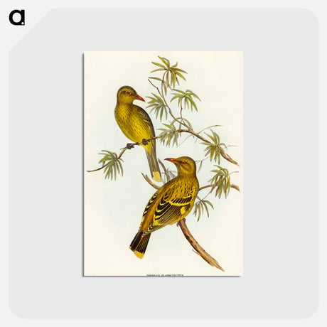 アートポストカード-Crescent-marked Oriole
 - オーストラリアの鳥 Postcard.